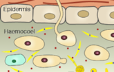 Infection pathway for Metarhizium anisopliae (upper zoom) and using genetically modified fungi to block malaria transmission (left zoom)